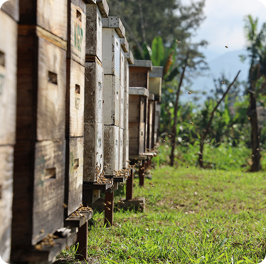 Bee Hive