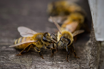 Bee