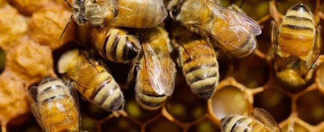 Bees