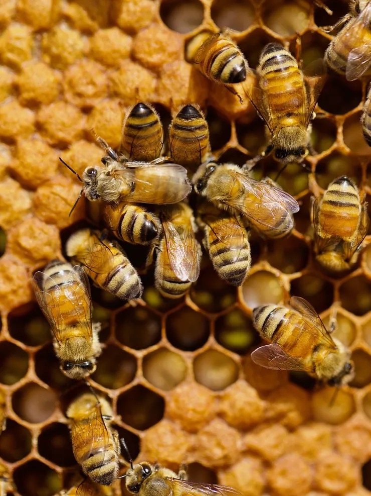 Bees