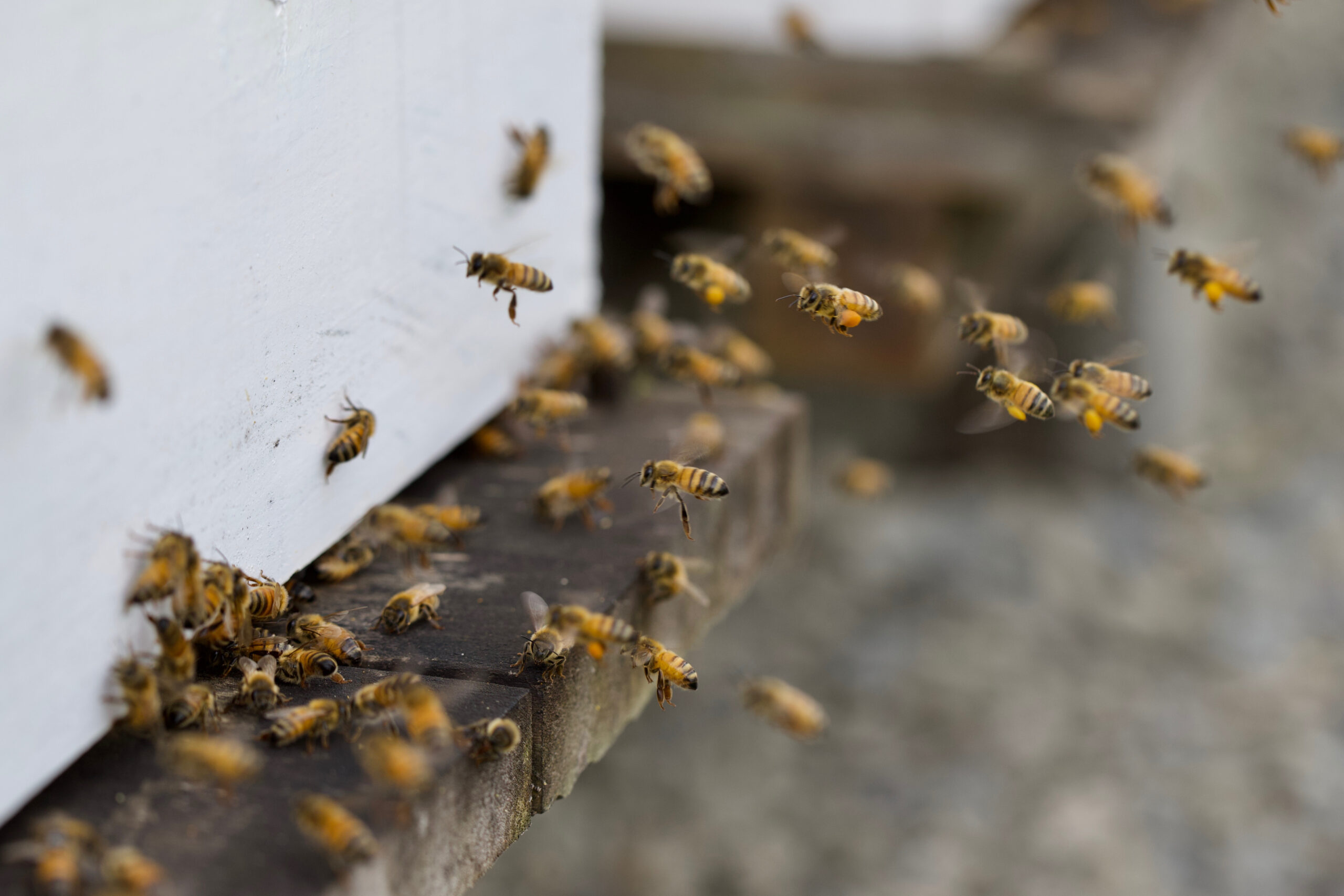 Bees Flying