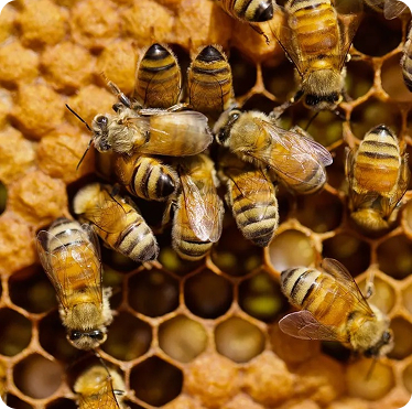 Bees