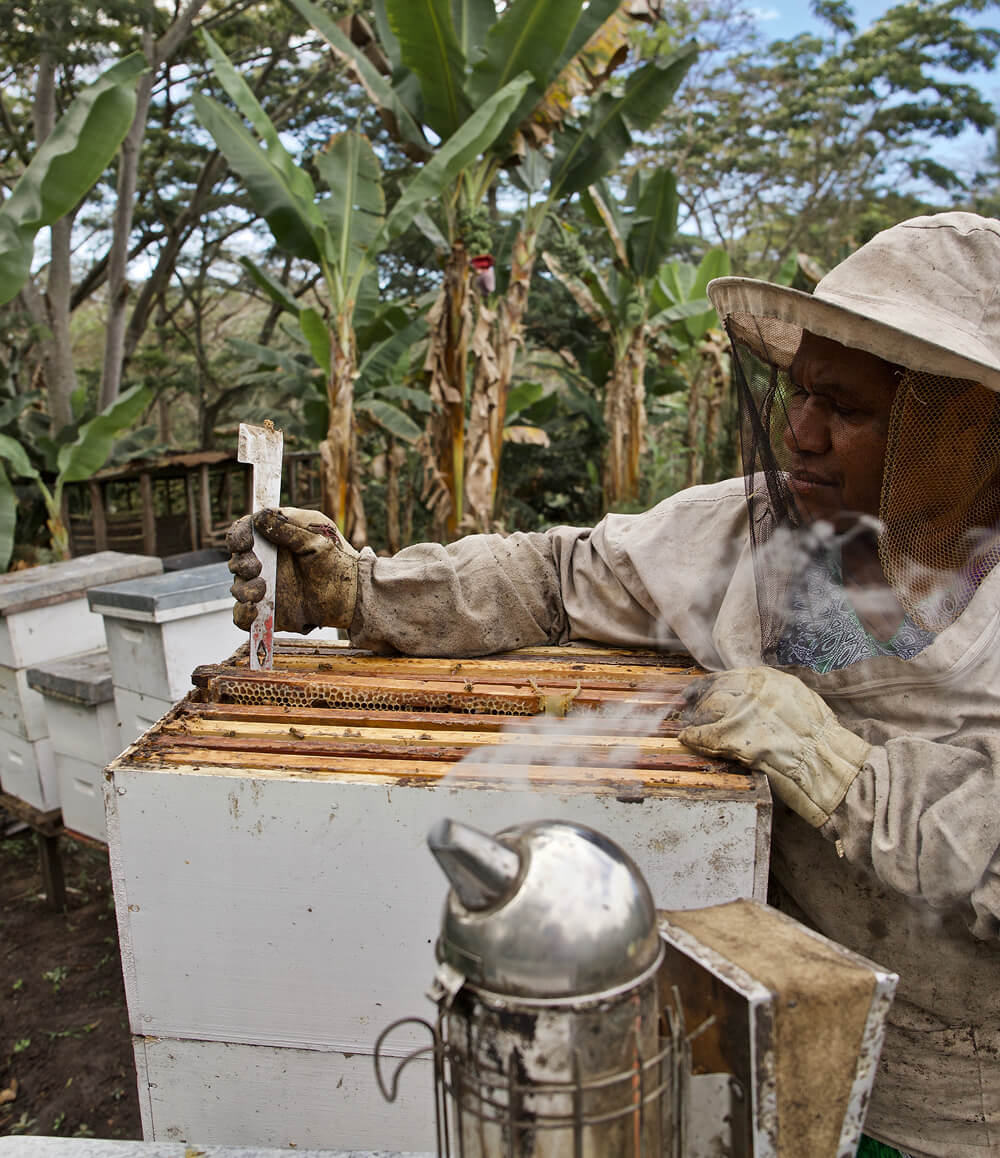 Farmer harvesting beehive