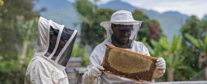 Farmers Getting Fresh Honey