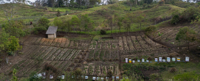 Field View