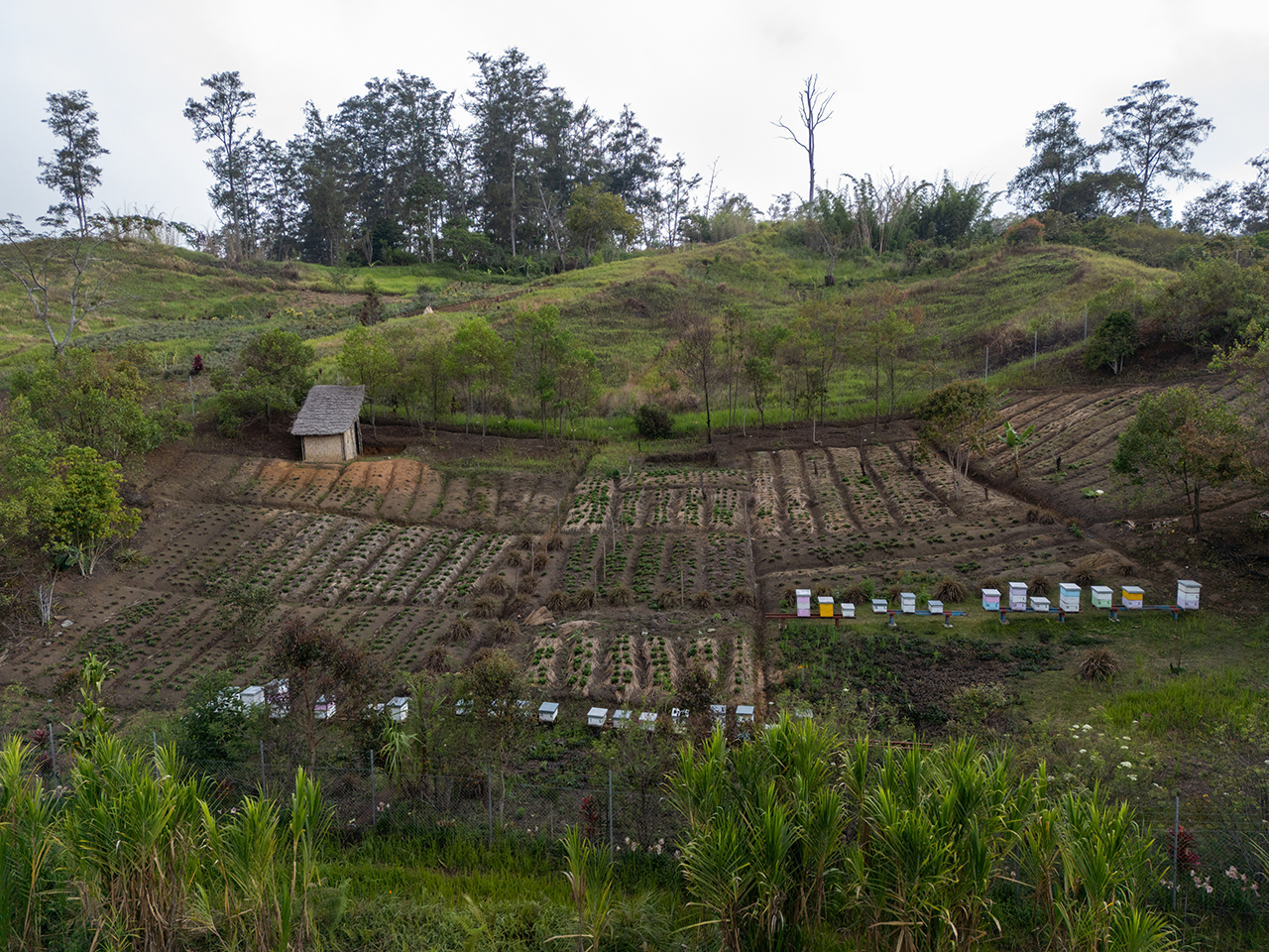 Field View