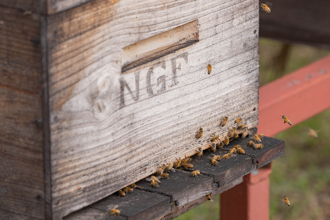 NGF Hive Boxe