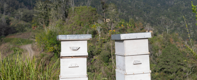 NGF Hive Boxes