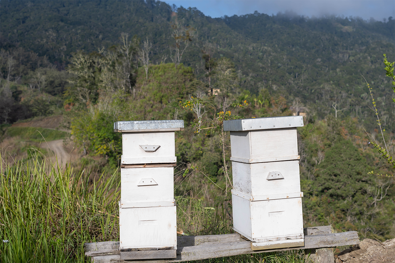 NGF Hive Boxes