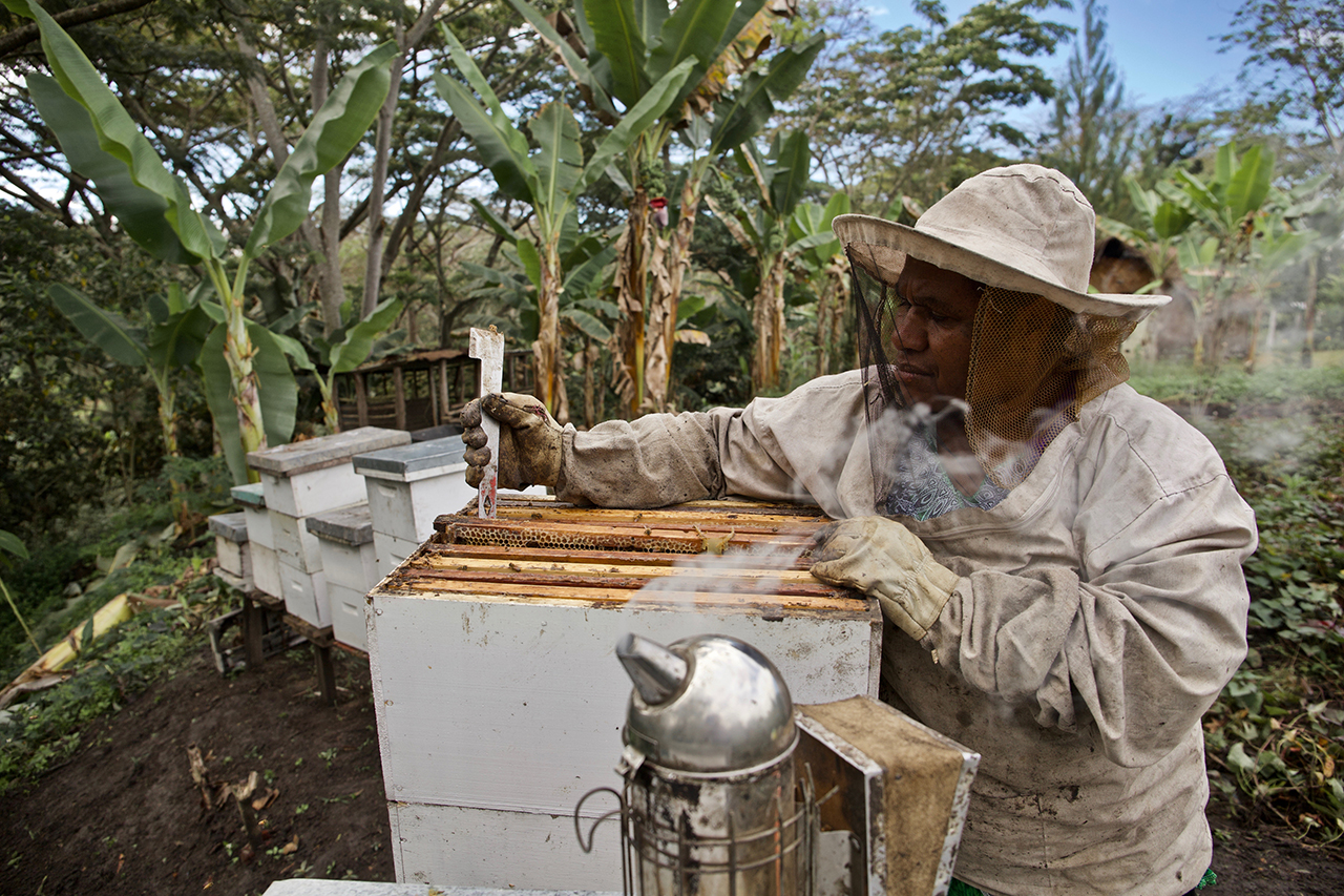 Person getting honey