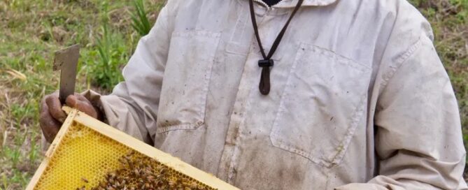 Person showing bees