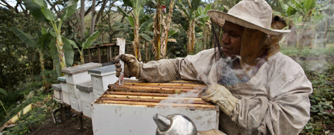 Process of getting honey