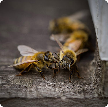 Queen Bees