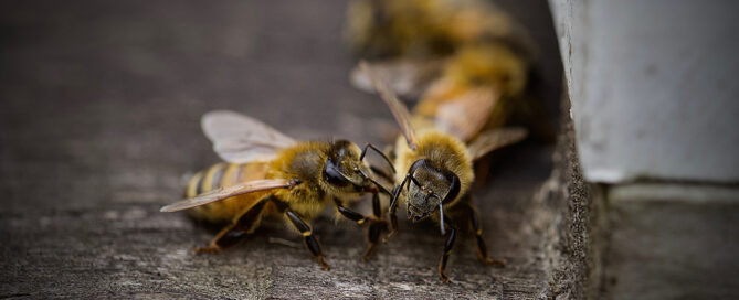 Two Bees