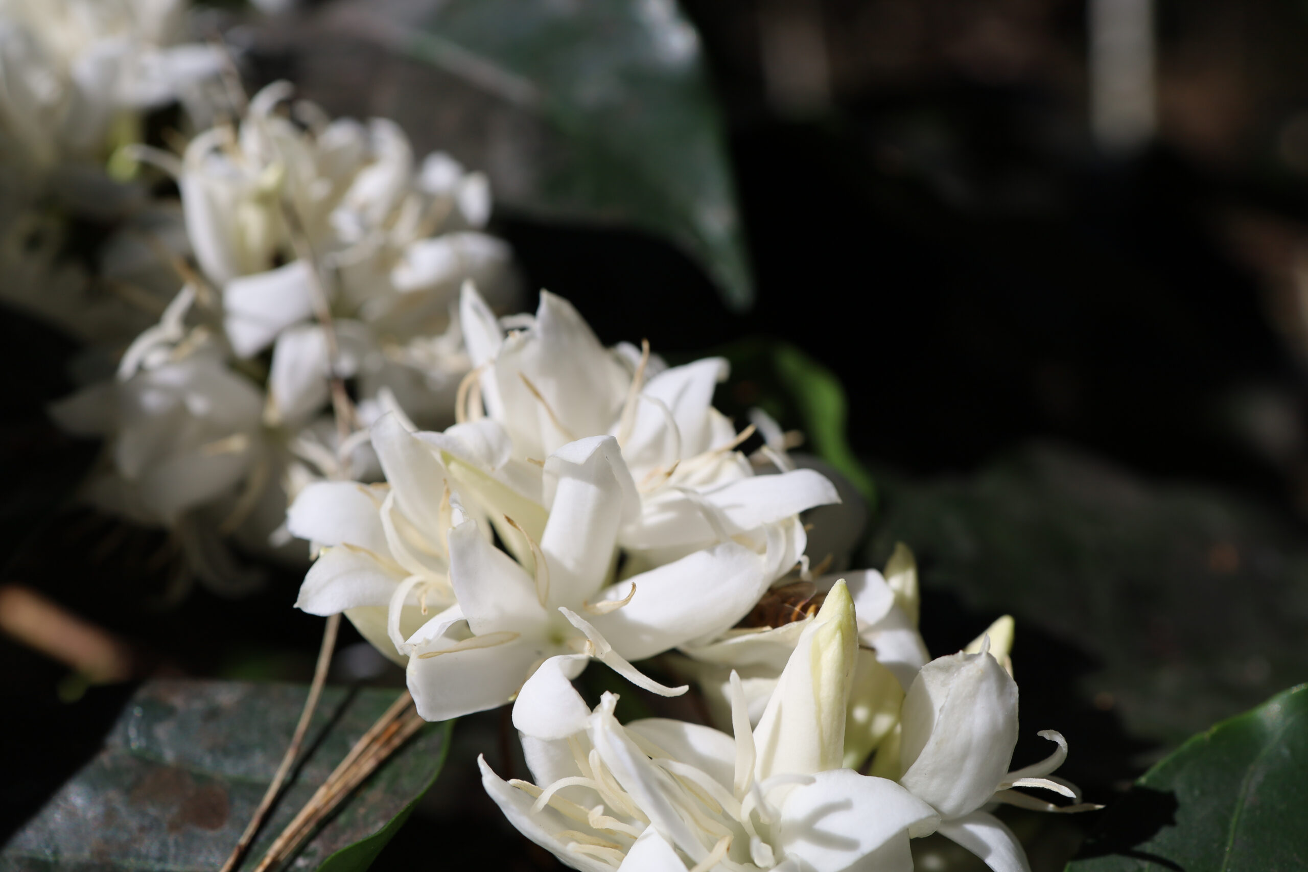 White Orchid