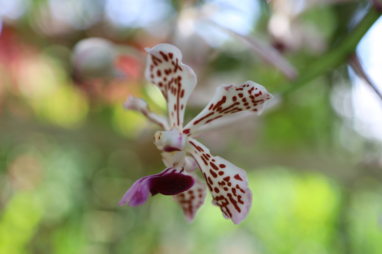 White with Red accent Orchid